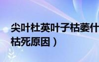 尖叶杜英叶子枯萎什么（11月05日尖叶杜英枯死原因）