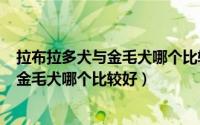 拉布拉多犬与金毛犬哪个比较好?（11月06日拉布拉多犬和金毛犬哪个比较好）