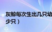 灰鲸每次生出几只幼崽（10月08日灰鲸有多少只）