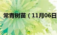 常青树苗（11月06日常青树怎么养长得快）