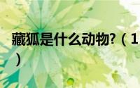 藏狐是什么动物?（11月06日藏狐是什么意思）