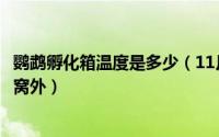 鹦鹉孵化箱温度是多少（11月06日鹦鹉孵化箱放在窝里还是窝外）