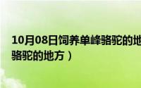 10月08日饲养单峰骆驼的地方有哪些（10月08日饲养单峰骆驼的地方）