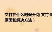 文竹在什么时候开花 文竹会开花吗（11月07日文竹开花的原因和解决方法）