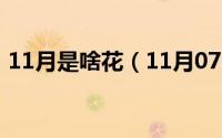 11月是啥花（11月07日12月的花名歌课文）