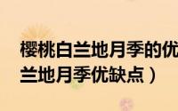 樱桃白兰地月季的优缺点（11月07日樱桃白兰地月季优缺点）