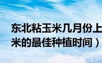 东北粘玉米几月份上市（11月08日东北粘苞米的最佳种植时间）