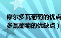 摩尔多瓦葡萄的优点与缺点（11月07日摩尔多瓦葡萄的优缺点）