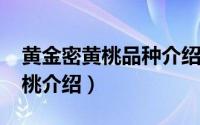 黄金密黄桃品种介绍（11月07日多肉黄金蜜桃介绍）