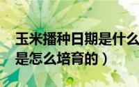 玉米播种日期是什么时候（11月08日玉米种是怎么培育的）