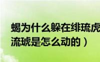 蝎为什么躲在绯琉虎（11月07日赤砂之蝎绯流琥是怎么动的）