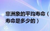 非洲象的平均寿命（11月08日非洲象族人的寿命是多少的）