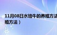 11月08日水培牛的养殖方法是什么（11月08日水培牛的养殖方法）