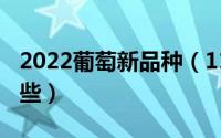 2022葡萄新品种（11月08日葡萄新品种有哪些）