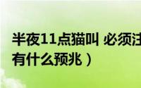 半夜11点猫叫 必须注意（11月08日半夜猫叫有什么预兆）