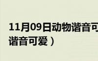 11月09日动物谐音可爱名字（11月09日动物谐音可爱）