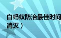 白蚂蚁防治最佳时间（11月09日白蚂蚁怎么消灭）