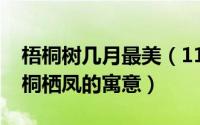 梧桐树几月最美（11月09日梧桐树是否有梧桐栖凤的寓意）