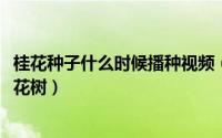 桂花种子什么时候播种视频（11月09日桂花种子怎么种出桂花树）