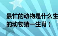 最忙的动物是什么生肖（11月09日井底之蛙的动物猜一生肖）