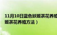 11月10日蓝色妖姬茶花养殖方法和技巧（11月10日蓝色妖姬茶花养殖方法）