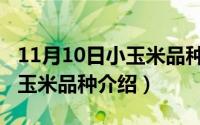 11月10日小玉米品种介绍视频（11月10日小玉米品种介绍）