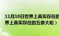 11月10日世界上真实存在的五条大蛇是什么（11月10日世界上真实存在的五条大蛇）