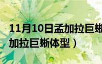 11月10日孟加拉巨蜥体型变化（11月10日孟加拉巨蜥体型）