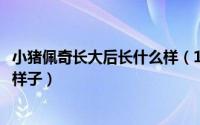 小猪佩奇长大后长什么样（11月11日看看小猪佩奇长大后的样子）