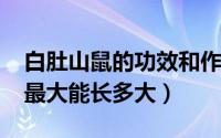 白肚山鼠的功效和作用（11月11日白肚山鼠最大能长多大）