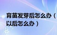 育苗发芽后怎么办（11月11日育苗块长出苗以后怎么办）