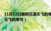 11月12日杨树花满天飞的季节是几月（11月12日杨树花满天飞的季节）