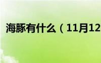 海豚有什么（11月12日海豚的器官有哪些）