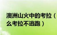 澳洲山火中的考拉（11月13日澳洲山火为什么考拉不逃跑）