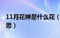 11月花神是什么花（11月12日花蛇是什么意思）