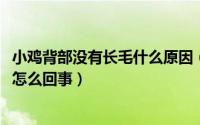 小鸡背部没有长毛什么原因（11月13日鸡背和尾部不长毛是怎么回事）