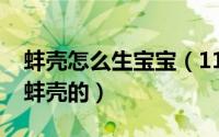 蚌壳怎么生宝宝（11月13日蚌壳是怎么生小蚌壳的）