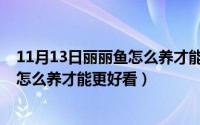 11月13日丽丽鱼怎么养才能更好看一点（11月13日丽丽鱼怎么养才能更好看）