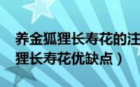 养金狐狸长寿花的注意事项（10月08日金狐狸长寿花优缺点）