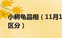 小鳄龟品相（11月14日小鳄龟4个品种怎么区分）