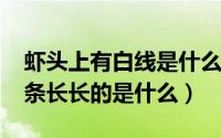 虾头上有白线是什么（10月08日虾头上那两条长长的是什么）