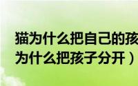 猫为什么把自己的孩子叼走了（11月14日猫为什么把孩子分开）