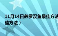 11月14日养罗汉鱼最佳方法是什么（11月14日养罗汉鱼最佳方法）