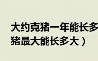 大约克猪一年能长多少斤（11月14日大约克猪最大能长多大）