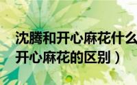 沈腾和开心麻花什么关系（11月15日沈腾和开心麻花的区别）