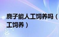 麂子能人工饲养吗（11月15日麂子能不能人工饲养）