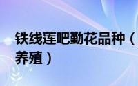 铁线莲吧勤花品种（11月15日巴克兰铁线莲养殖）