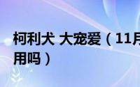 柯利犬 大宠爱（11月16日内宠爱柯利犬可以用吗）