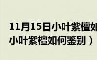 11月15日小叶紫檀如何鉴别真假（11月15日小叶紫檀如何鉴别）