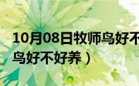 10月08日牧师鸟好不好养活（10月08日牧师鸟好不好养）